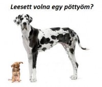 /album/sos-kutyak-fogadj-orokbe-2015/a11059406-1199656936711904-7986139670749016809-n-1-jpg/